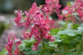 Red fumewort, Corydalis solida Vuurvogel, red flowers